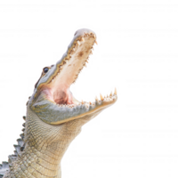Close-up of a crocodile with its mouth wide open, showcasing sharp teeth and textured skin, isolated on a white background for a striking visual impact. png