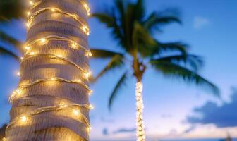 A palm tree with white lights on it photo