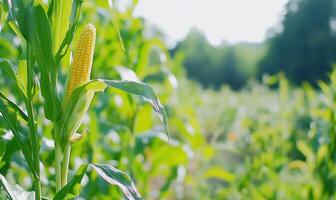 Corn on the cob in a field photo