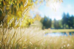 A field of grass with trees in the background photo