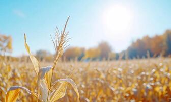 A field of corn with the sun shining in the background photo