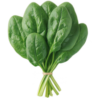 Fresh bunch of spinach leaves with vibrant green color, perfect for salads, smoothies, or cooking. Packed with nutrients and ideal for healthy eating. png