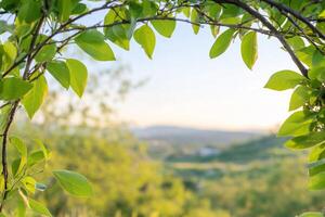 A view of the countryside through a tree branch photo