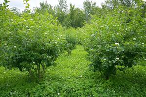 A field of green grass photo