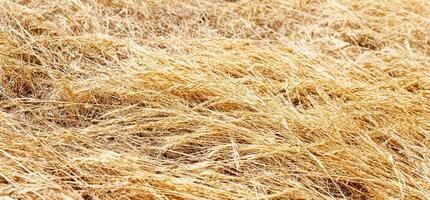 A field of dry wheat is shown in the background photo