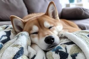 A dog sleeping on a blanket on a couch photo