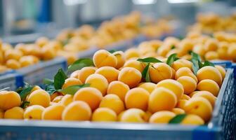 Fresh apricots arranged in crates, ready for distribution. photo