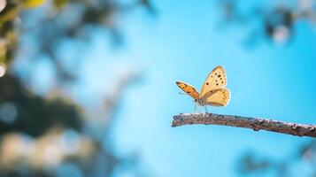 A butterfly is sitting on a branch with a blue sky in the background photo