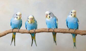 Four colorful budgerigars perched on a branch against a soft background. photo