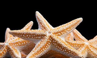 Close-up of a starfish showcasing its unique texture and color. photo