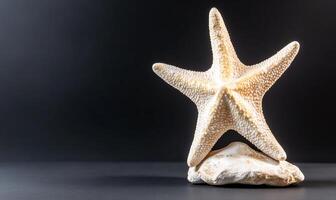 A starfish is sitting on top of a rock photo