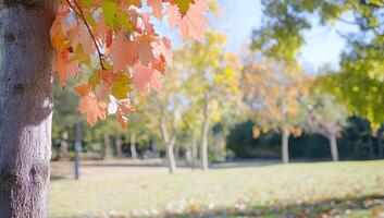 Autumn leaves on a tree in a serene park setting. photo