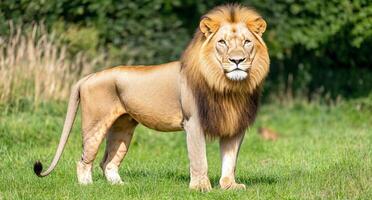 A lion standing in the grass with a tree in the background photo