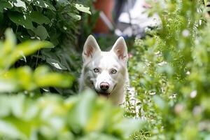 A white dog peeks through lush greenery in a garden setting. photo