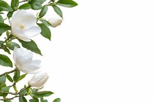 A branch of white magnolia flowers against a white background. photo