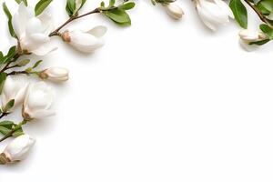 A delicate arrangement of white magnolia flowers on a white background. photo