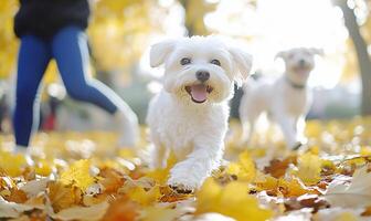 A playful dog running through autumn leaves with a person in the background. photo