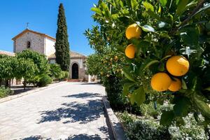 A sunny pathway lined with orange trees leading to a charming building. photo