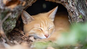 A cat sleeping in a hollow tree photo