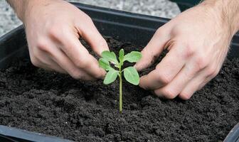 A person is planting a seedling in a container photo