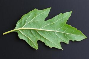 A large green leaf with a prominent vein structure on a dark background. photo