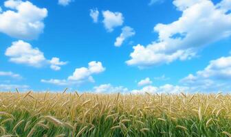 A serene landscape featuring golden wheat fields under a bright blue sky. photo