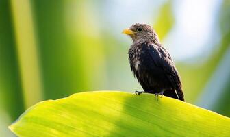 A small bird is perched on a leaf photo