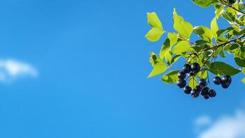 A branch with dark berries against a clear blue sky. photo