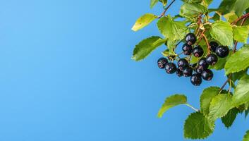 A branch of blackcurrants against a blue background. photo