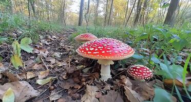 Vibrant red mushrooms with white spots in a forest setting. photo