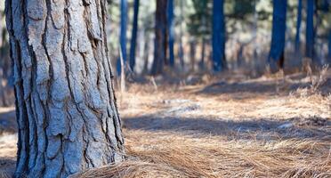 A close-up of a tree trunk in a forest setting with pine needles. photo