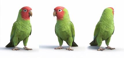 A colorful parrot displayed from three angles. photo