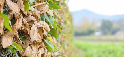 A close-up of dried leaves on a fence with a blurred landscape behind. photo