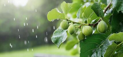 Fresh green fruits on a branch with raindrops in a natural setting. photo