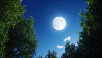 A serene night sky with a bright moon surrounded by trees. photo
