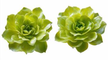Two vibrant green succulent plants displayed side by side. photo