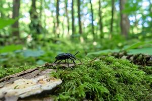 A close-up of a beetle on moss in a lush forest setting. photo