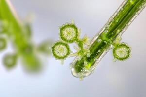 Microscopic view of green algae with intricate structures. photo