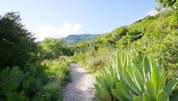 A scenic pathway through lush greenery leading to distant hills. photo