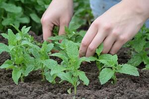 Hands tending to young mint plants in rich soil. photo