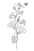 Black and white botanical illustrations, in the style of a linear sketch, hand-drawn. Ipomoea sketch flowers vector