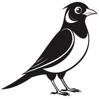 Magpie Bird Illustration Monochrome Image With Detailed Features Isolated On White vector