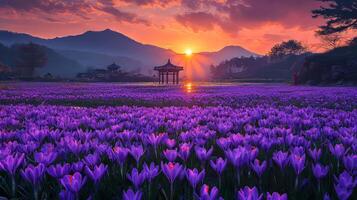 Purple flowers in a field at sunset photo