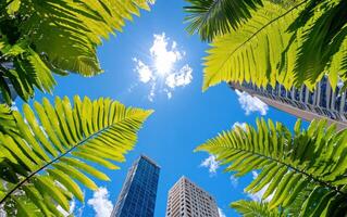 Close-up view of vibrant giant ferns reaching towards a sunny sky in an urban setting photo
