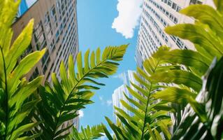 Close-up view of giant ferns reaching towards a bright blue sky in an urban setting surrounded by skyscrapers photo