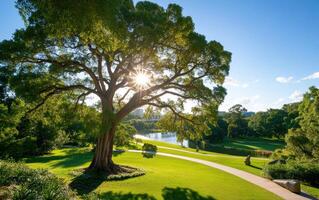 Dramatic view of a prehistoric Wollemi tree basking in sunlight by a tranquil lake in a lush green park setting photo