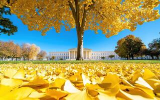 Ginkgo tree with vibrant yellow leaves and a backdrop of classical architecture on a sunny day photo