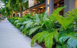 Lush ferns lining a modern walkway in an urban setting surrounded by greenery and elegant architecture photo