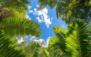 Clubmosses thrive in a lush forest canopy under a bright blue sky during midday photo