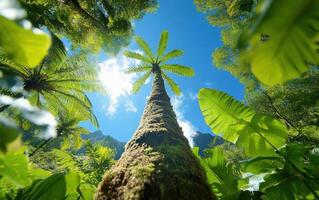 Towering clubmosses create a lush, green canopy under a vibrant blue sky in a tropical forest setting photo